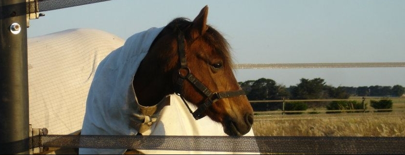 Horse fencing for Brisbane acreage properties and paddocks